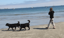 Mary walkig with her dogs Bud and Obie